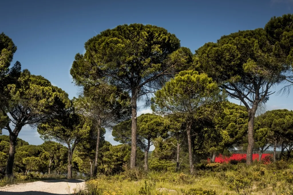 T1JId_BCLv1RCvBVdK.webp.webp